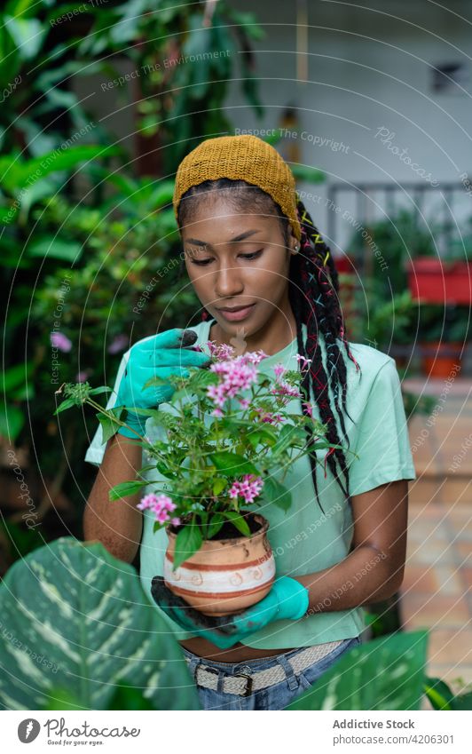 Glückliche ethnische Frau mit Topfblumen im Gewächshaus Gärtner Blume Gartenbau Blüte Handschuh schwarz Afroamerikaner Blütezeit Botanik stehen Flora Pflanze