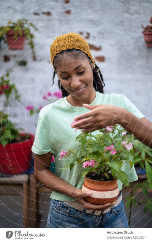 Fröhliche schwarze Frau, die an einer duftenden Blume im Gewächshaus riecht Gärtner riechen Wittern Blüte Aroma Gartenbau ethnisch Afroamerikaner