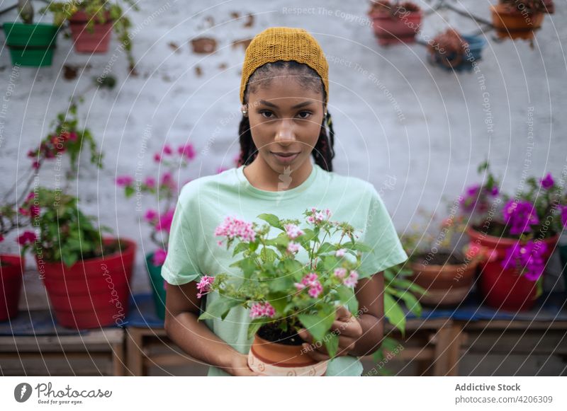 Glückliche ethnische Frau mit Topfblumen im Gewächshaus Gärtner Blume Gartenbau Blüte Handschuh schwarz Afroamerikaner Blütezeit Botanik stehen Flora Pflanze