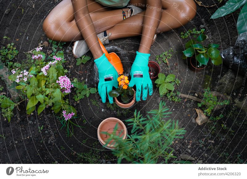 Ethnische Frau pflanzt Blumen in Töpfen im Gewächshaus Gärtner Pflanze Pflege schaufeln Boden Topf ethnisch schwarz Afroamerikaner Handschuh Neuanlage