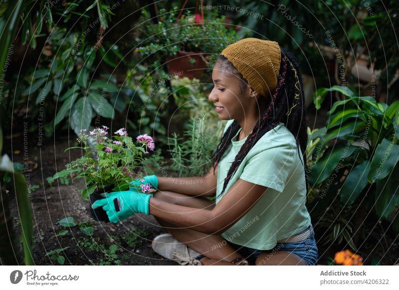 Ethnische Frau pflanzt Blumen in Töpfen im Gewächshaus Gärtner Pflanze Pflege schaufeln Rastalocken Glück Boden Hippie Topf ethnisch rastafarian schwarz Hobby