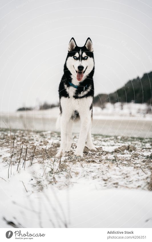 Reinrassiger Hund auf verschneitem Feld stehend Husky Wiese Natur Winter Haustier Schnee Landschaft Eckzahn grau Himmel Tageslicht Tier Hügel Stammbaum Freund