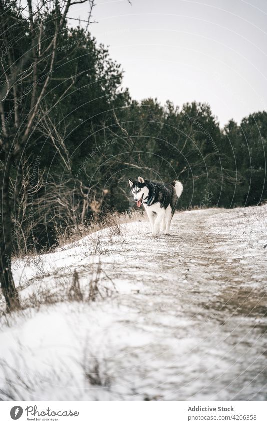 Reinrassiger Hund auf verschneitem Feld Husky Wiese Natur Winter Haustier Schnee Landschaft Eckzahn grau Himmel Tageslicht Tier Hügel Stammbaum Freund züchten