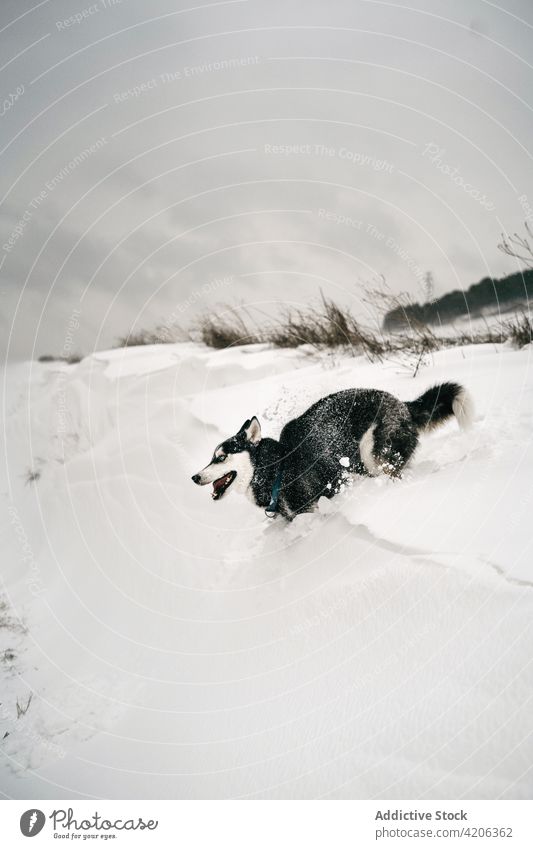 Reinrassiger Hund läuft durch ein verschneites Feld Husky Wiese Natur laufen Winter Haustier Schnee Landschaft Eckzahn grau Himmel Tageslicht schnell Tier Hügel