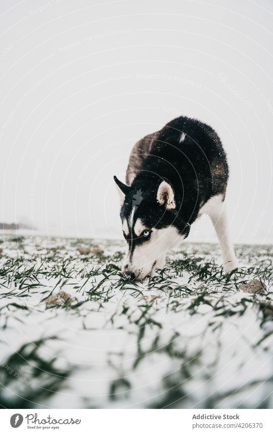 Reinrassiger Hund auf verschneitem Feld stehend Husky Wiese Natur Winter Haustier Schnee Landschaft Eckzahn grau Himmel Tageslicht Tier Hügel Stammbaum Freund