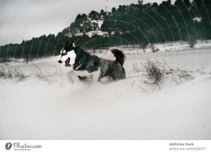 Reinrassiger Hund läuft durch ein verschneites Feld Husky Wiese Natur laufen Winter Haustier Schnee Landschaft Eckzahn grau Himmel Tageslicht schnell Tier Hügel