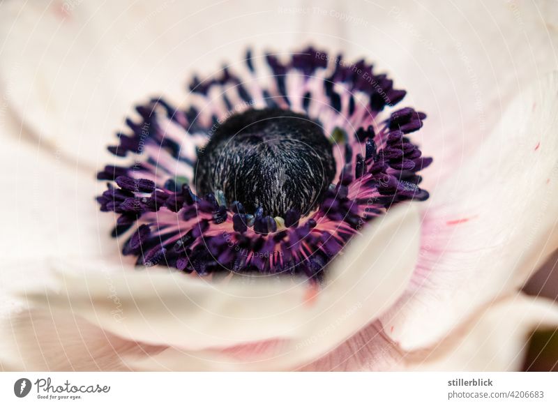 Blüte einer Anemone Blume Pflanze Blühend Nahaufnahme Windröschen lila zart