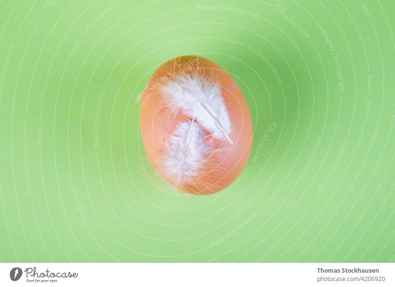 braunes Hühnerei imit weißen Federn auf grünem Hintergrund Ackerbau Tier gekocht Frühstück Hähnchen Cholesterin Nahaufnahme Textfreiraum Ostern Ei Eier