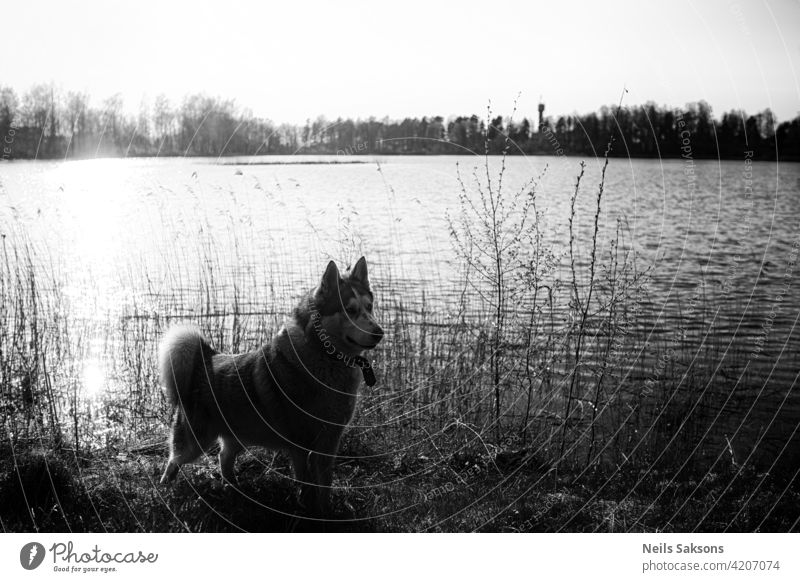 Malamute Hund stehend am Seeufer gegen Wasser reisen im Freien Natur Umwelt majestätisch Flora Tier Haustier Säugetier Landschaft ruhig Windstille Lettland Fell