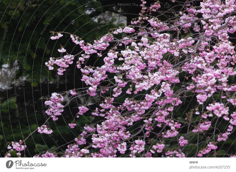 Zweige einer blühenden Zierkirsche mit rosa Blüten blüht Überstrahlung Niederlassungen Kirschblüten Textfreiraum f Absenken Garten Gartenarbeit Natur niemand
