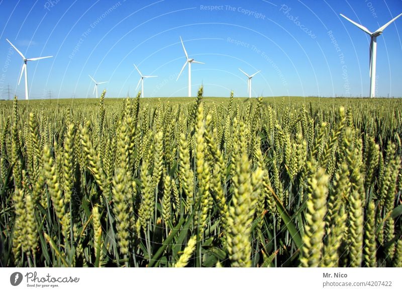 Windpark Landwirtschaft Feld grün Windkraftanlage Sommer Natur Himmel Reifezeit Energiewirtschaft Wachstum Korn Getreide Ähren Getreidefeld Ferne windrad