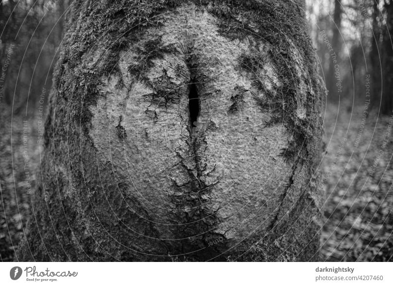 Baumstamm mit Spuren nach einer Beschädigung in der Borke Stamm Wald Detail Schaden schadhaft Wachstum Pflanze Umwelt grün Tag Außenaufnahme Natur Menschenleer
