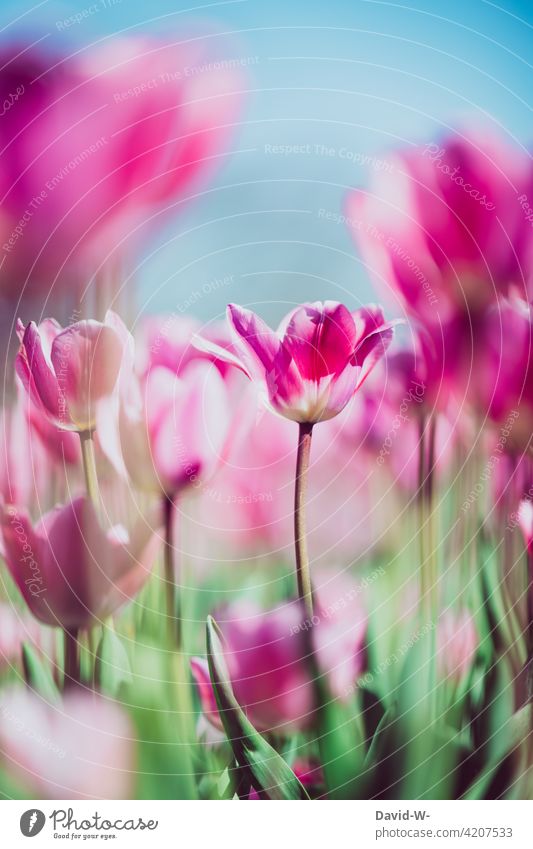 farbenfrohe Tulpen in einem Tulpenfeld pink rosa Frühling blühen schön sonnenschein Blume