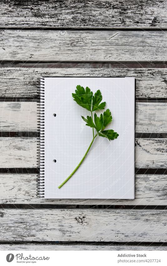 Petersilienzweig auf leerem Notizbuch auf dem Tisch Notebook Kraut frisch Grün Notizblock Gesundheit Lebensmittel Zweig grün Schreibtisch Papier Page blanko