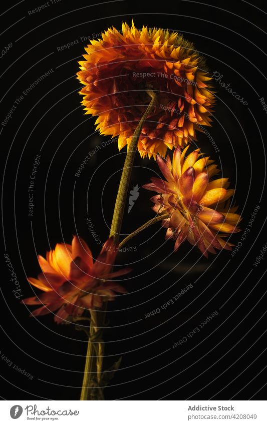 Helle blühende Strohblumen auf schwarzem Hintergrund Blume lebhaft Farbe geblümt dunkel einfach Blüte natürlich Atelier frisch Blütezeit sehr wenige hell
