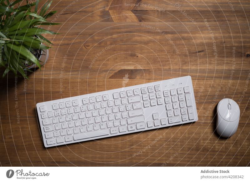 Tastatur mit Maus auf dem Schreibtisch mit Topfpflanze angeordnet Keyboard Pflanze Büro Arbeitsplatz elektronisch Job digital Dekoration & Verzierung eingetopft