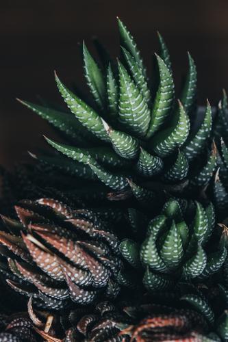 Exotische grüne Topfpflanzen auf der Oberfläche Pflanze dunkel Ort haworthia rot Blatt Flora Wachstum Hintergrund wachsen sehr wenige Objekt weiß Punkt tropisch