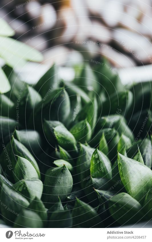 Sukkulente Pflanze im Topf auf dem Tisch eingetopft Oberfläche Flora grün exotisch dekorativ wachsen klein hölzern Netzwurzel (Haworthia retusa) Licht Ort