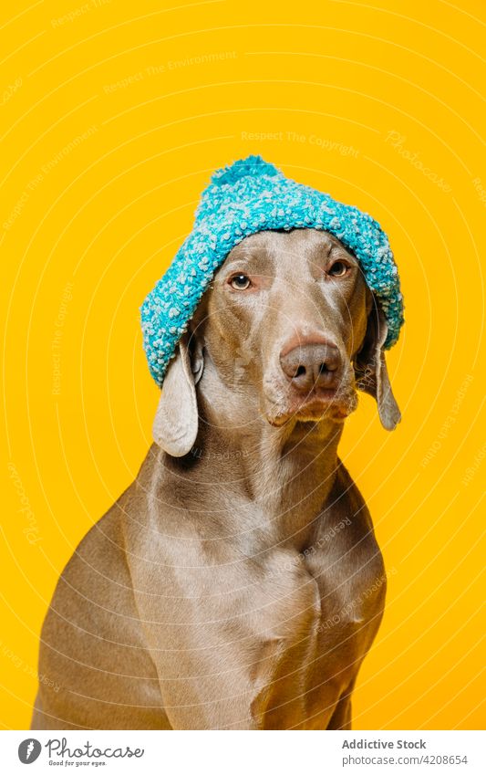 Niedlicher Weimaraner Hund mit Hut Kopfbedeckung Stil Reinrassig lustig niedlich Mode farbenfroh blau bezaubernd gestrickt Haustier Tier Eckzahn Stammbaum