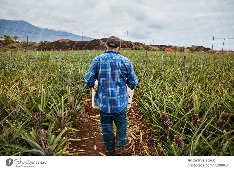 Mann auf tropischer Plantage trägt Container Schonung Ackerland Berge Kanarische Inseln El Hierro führen Arbeiter Frucht organisch roh Ackerbau Natur Ernährung