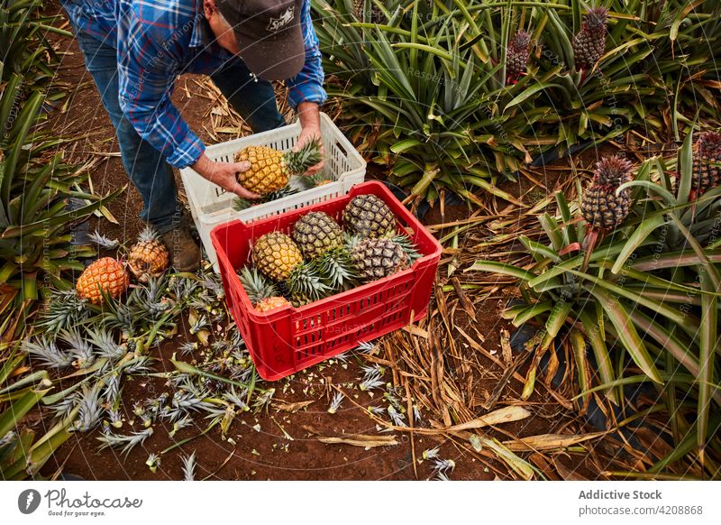 Landwirt sammelt reife Ananas Mann Bauernhof tropisch Ernte abholen Kanarische Inseln El Hierro Natur Container Kunststoff grün Umwelt Ackerbau Pflanze Sammeln