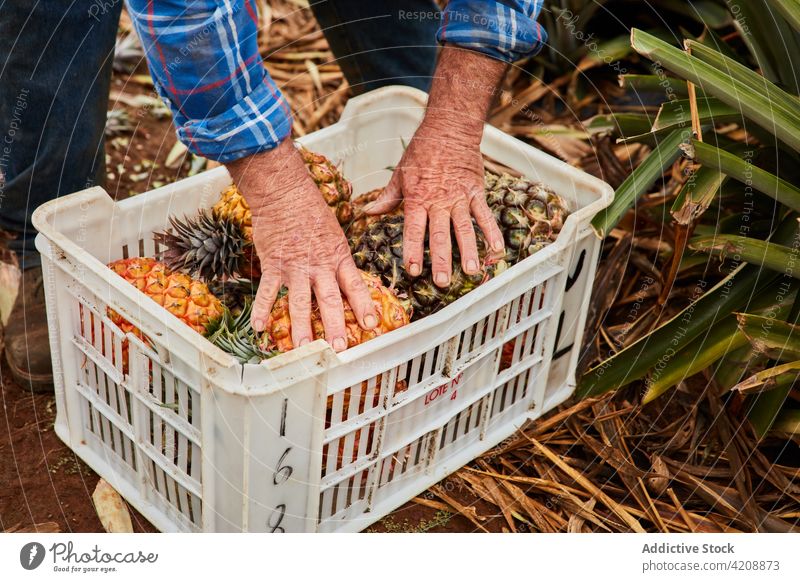 Landwirt sammelt reife Ananas Mann Bauernhof tropisch Ernte abholen Kanarische Inseln El Hierro Natur Container Kunststoff grün Umwelt Ackerbau Pflanze Sammeln