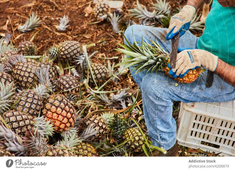 Erntehelfer bei der Reinigung von Ananas während der Ernte Mann Ackerland tropisch El Hierro Kanarische Inseln Arbeiter Sauberkeit Land Umwelt geschnitten