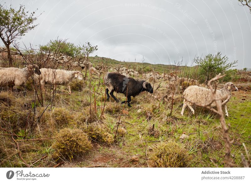 Hausschafe auf einer Wiese im Grünen Schaf Viehbestand ländlich Landschaft Herde heimisch El Hierro Kanarische Inseln Tier Ackerbau Weide Ackerland Säugetier