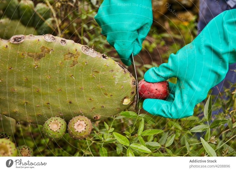Erntehelfer beim Schneiden der Früchte des Feigenkaktus Kaktus Birne stachelig geschnitten Frucht reif Arbeiter Kanarische Inseln El Hierro exotisch