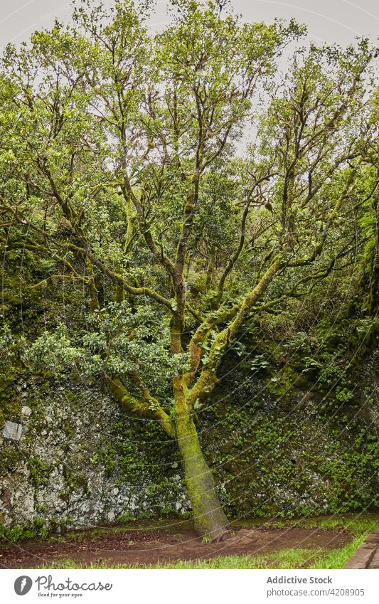 Üppige grüne Vegetation der tropischen Wälder Kanarische Inseln El Hierro Landschaft Laubwerk Natur Moos üppig (Wuchs) exotisch Umwelt malerisch natürlich