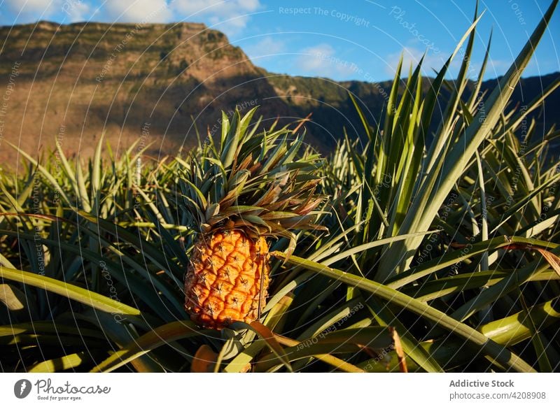 Anpflanzung von Ananas in den Bergen der Insel Schonung tropisch El Hierro Kanarische Inseln Landschaft Ackerland Perspektive Kamm grün Feld Gelände