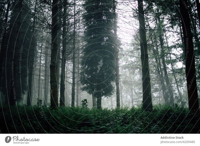 Überwucherte Bäume in nebligen Wäldern unter grauem Himmel Natur Landschaft Waldgebiet Umwelt Ökologie Mysterium bewachsen Nebel Einsamkeit Kofferraum dunkel
