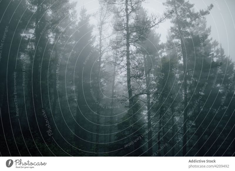 Überwucherte Bäume in nebligen Wäldern unter grauem Himmel Natur Landschaft Waldgebiet Umwelt Ökologie Mysterium bewachsen Nebel Einsamkeit Kofferraum dunkel