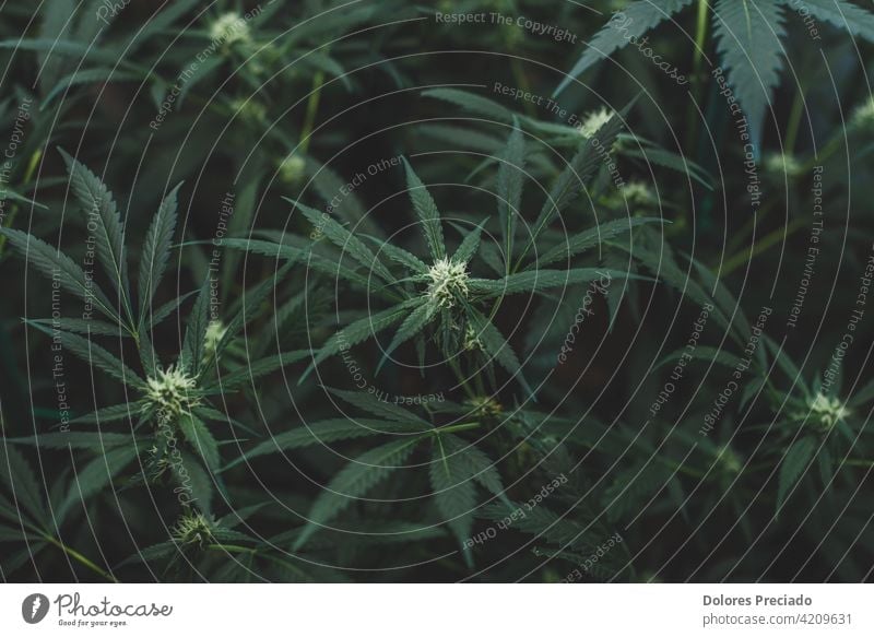 Amnesie-Dunst Indoor-Plantage im Blühstadium Unkraut Hintergrund grün Natur Cannabis Medizin Marihuana Hanf natürlich Medikament Pflanze Blatt Gras medizinisch