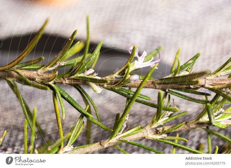Detail von Rosmarin mit unscharfem Hintergrund Kraut Truhe Zweig rustikal Blatt Dekor Pflanze Oberfläche organisch Bestandteil Dekoration & Verzierung Stein