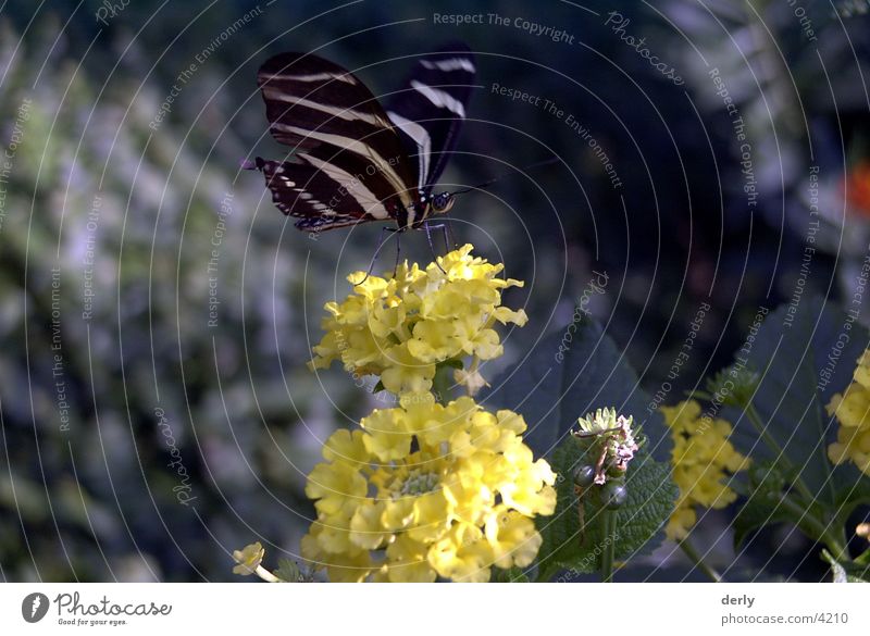 Schmetterling Blume