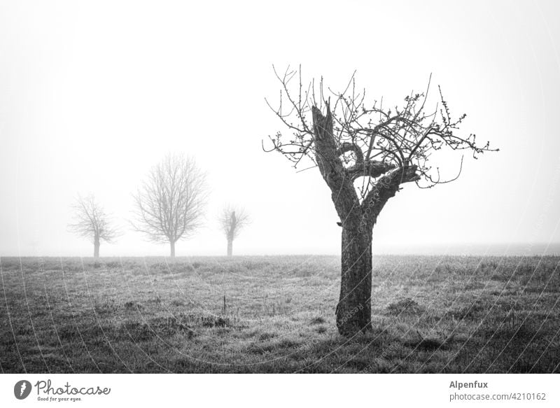 Am Rand der Gesellschaft Baum kahler Baum Nebel Landschaft Herbst Stimmung allein alleinstehend alleine Einsamkeit stille Außenaufnahme kalt ruhig Stille Umwelt
