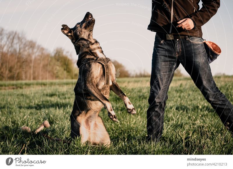 Hund macht Männchen auf der Wiese bester Freund haustier spielen gemeinsam Freundschaft Natur Gras erziehung ausbildung Training