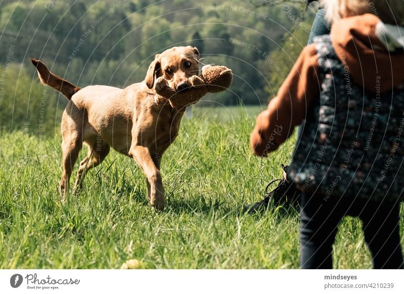 Familienhund spielt mit Teddybär Frühling Haustier Hund Labrador spielen draussen Natur Glück Kindheit Fröhlichkeit Außenaufnahme Welpe Farbfoto