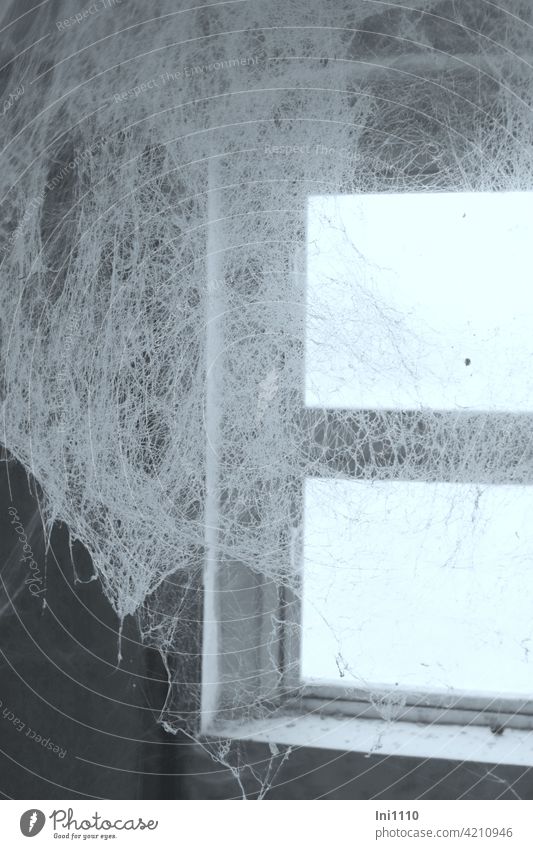 diese Gardine ist ein Unikat Spinnennetz Fenster Naturschauspiel Licht Lichteinfall Fäden Spinnweben Webspinne Spinnenseide Fangnetz