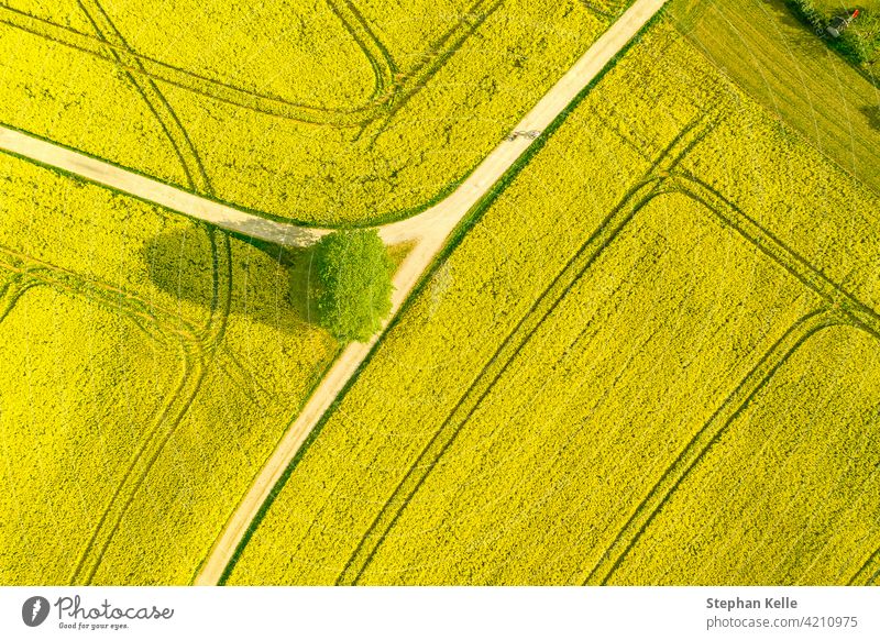 Luftaufnahme eines weiten Rapsölpflanzen-Agrarfeldes mit vielen gelb blühenden Blüten, typische Drohnenaufnahme für ein Frühlingskonzept. Feld Sommer Natur