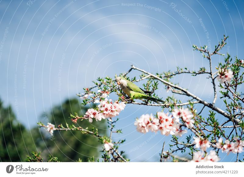 Bunter Papagei sitzt auf blühendem Zweig Vogel üppig (Wuchs) Kirsche Baum Ast Blütezeit Kreatur Umwelt Ornithologie vegetieren Pflanze Tierwelt Blume Gefieder