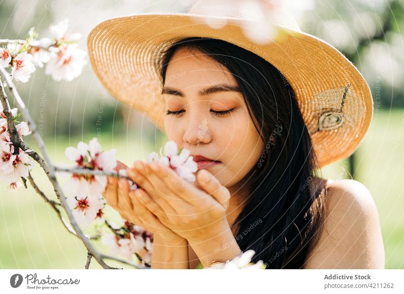 Asiatische Frau riecht an blühenden Blumen eines Baumes riechen Blütezeit Kirsche duftig üppig (Wuchs) Blütenknospen Garten Natur Wittern vegetieren Blütenblatt