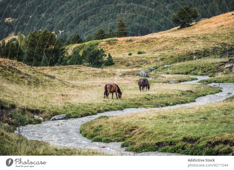 Pferde grasen auf einem Feld in der Nähe eines Baches Gras Tal frisch Wasser Wiese ländlich Natur Pflanzenfresser Landschaft pferdeähnlich heimisch Berghang