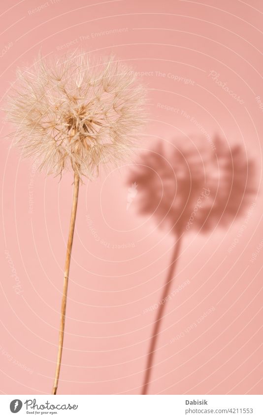 Fluffy Löwenzahn Blume auf rosa Hintergrund fluffig Sommer Kunst schön Schönheit abstrakt Biologie Blüte Schlag blasend Botanik Dekoration & Verzierung Flora