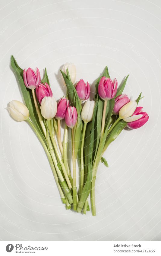 Tulpenstrauß auf weißem Hintergrund Haufen Frühling Blume Blumenstrauß Angebot Aroma rosa Blüte Blütezeit geblümt filigran Blütenknospen Vorbau präsentieren