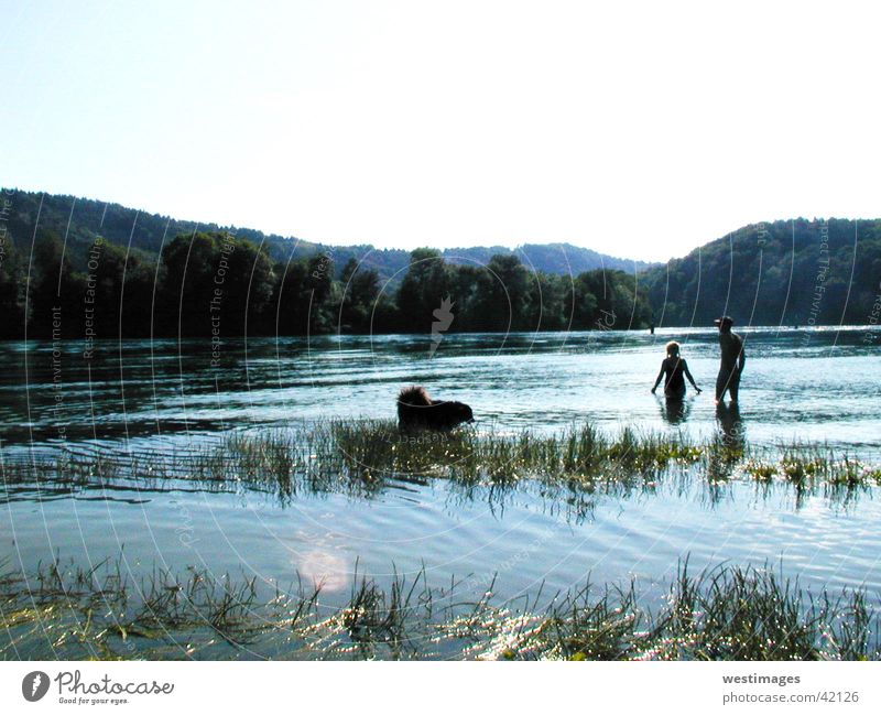 Flußspaziergang Hund Sommer Physik Fluss Schwimmen & Baden Mensch Spaziergang Wasser Wärme