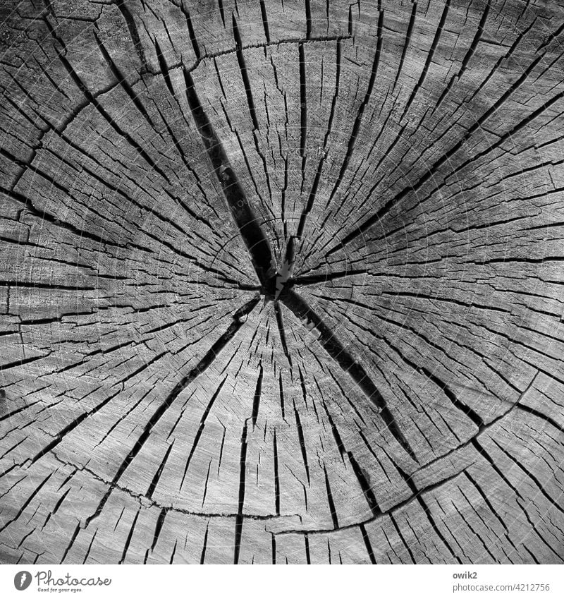 Tagebuch Baumstamm Jahresringe Strukturen & Formen Muster viele geschnitten Abholzung Vergänglichkeit Nahaufnahme Außenaufnahme Menschenleer