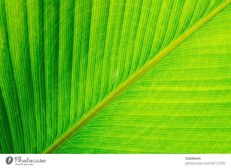 Textur auf der Oberfläche der Zigarrenpflanze Blatt, grüner Hintergrund Muster frisch tropisch calathea abschließen Blume Pflanze Natur natürlich Farbe hell