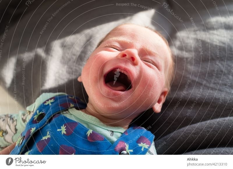 Porträt eines lachenden Babys mit Sonnenlicht vor einem neutralen grauen Hintergrund Freude Glück Zufriedenheit Geborgenheit wohlfühlen Verschmitzt Sicherheit